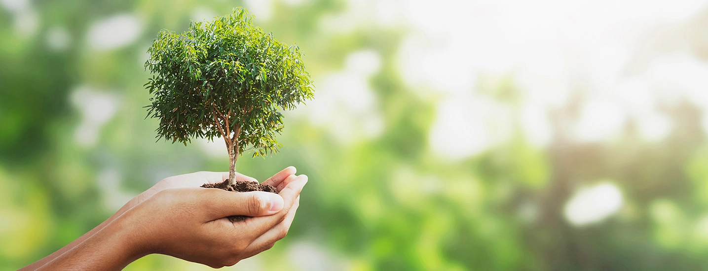 hands holding small tree
